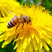 un'ape della fattoria Bronzetta