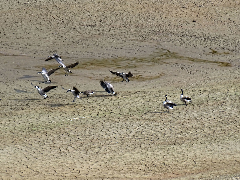 Llanidloes reservoir geese fkying in