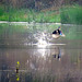 Wood duck no longer on pond