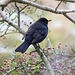 Blackbird with Red Berries