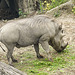 20210709 1451CPw [D~OS] Warzenschwein, Zoo Osnabrück