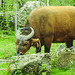 20210709 1452CPw [D~OS] Rotbüffel, Zoo Osnabrück