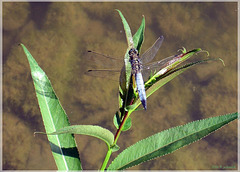 Libelle am Hollerbachsee