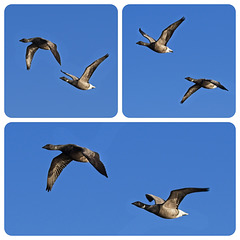 Brent Geese in Flight