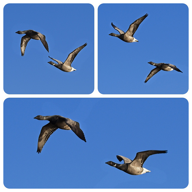 Brent Geese in Flight