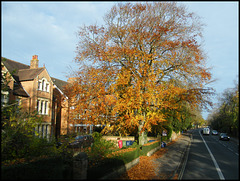 North Oxford tree