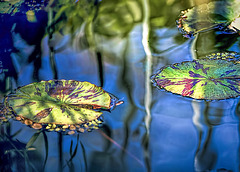 Serene water lilies