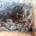 DSCN4537 - abelha mandaçaia Melipona quadrifasciata quadrifasciata, Meliponini Apidae Hymenoptera