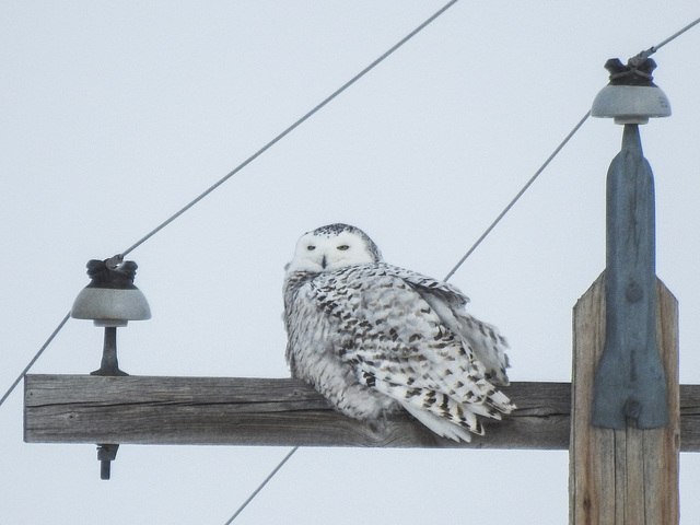 Snowy Owl 1st year male, Snowy Owl Prowl 2019