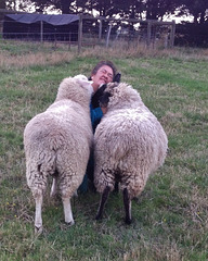 happy days with the sheep