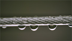 My clothesline, useless in the rain