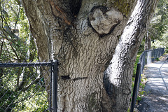 Fency Treehugger