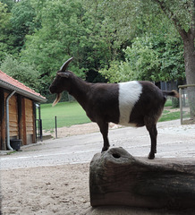 a goat with a horn  on and under its head