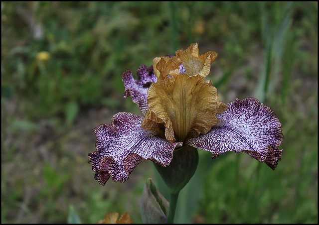 Iris Temporal Anomaly- Tasco 2007