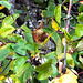 Wacholderdrossel (Turdus pilaris). ©UdoSm