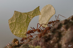 leaf-cutter-ants