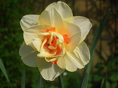 Glorious Daffodil