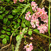 20210709 1455CPw [D~OS] Büschel-Rose (Rosa multiflora), Zoo Osnabrück