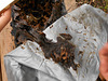 DSCN4540 - abelha canudo Scaptotrigona depilis, Meliponini Apidae Hymenoptera