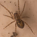 SpiderIMG 1631