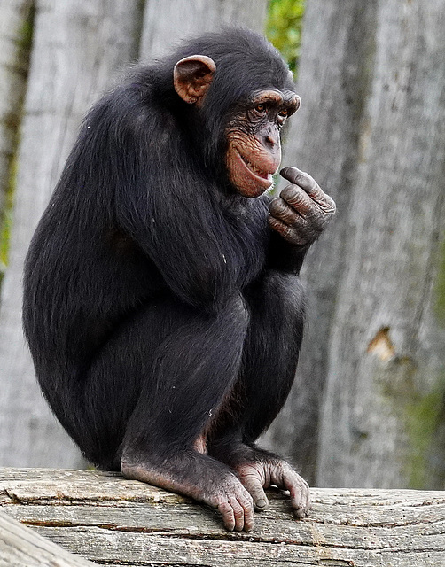 Schimpanse (4 PiPs erzählen eine Story)