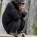 Schimpanse (4 PiPs erzählen eine Story)