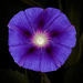 127/366: Mesmerized by a Morning Glory