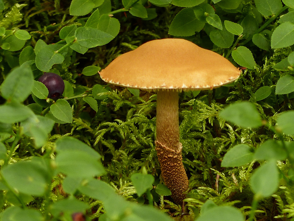 Mushroom in a wonderfully lush setting