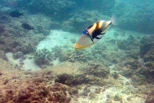 Picasso Triggerfish, Gun Beach