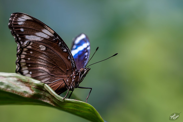 Victoria's Butterfly Gardens, Part 1: Insectarium and a Tropical Paradise! (+10 insets)