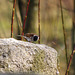 Reed Bunting (Male)