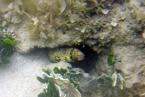 Snowflake Moray Eel