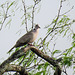 Day 5, Eurasian Collared-dove / Streptopelia decaocto