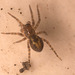 SpiderIMG 1633