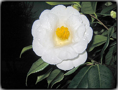 #43 - Camellia - Contest Without Prize - CWP