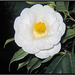 #43 - Camellia - Contest Without Prize - CWP
