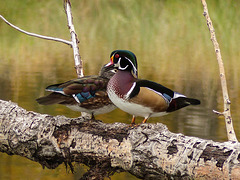 Colourful pair of Wood Ducks / Aix sponsa