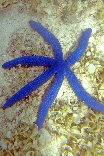 A Sea Star with Six Arms