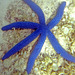 A Sea Star with Six Arms