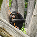 20210709 1462CPw [D~OS] Schimpanse, Zoo Osnabrück