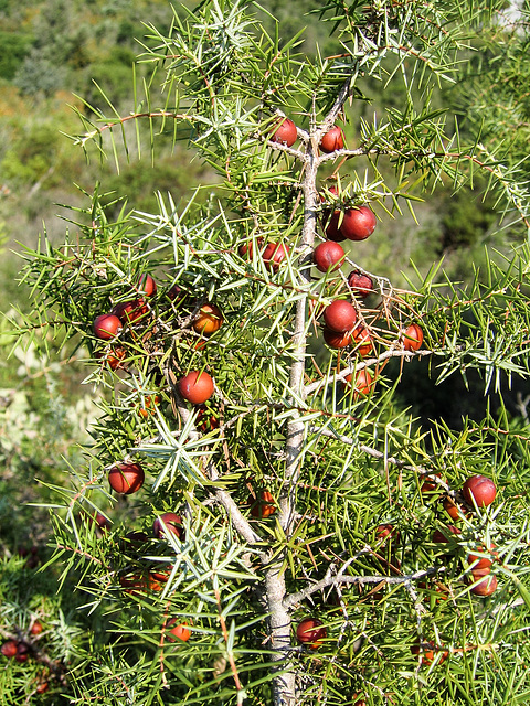 Juniperus oxycedrus - 2004-10-01--Ix500-IMG 0943