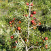 Juniperus oxycedrus - 2004-10-01--Ix500-IMG 0943