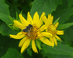 Megachile genus of Leaf Cutter Bee.