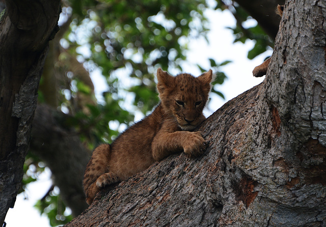 Uganda, Lion Cub on a Tree