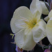 Oenothera (Evening Primrose)