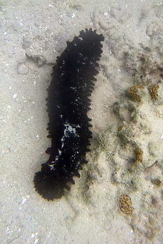 Black Knobby Sea Cucumber