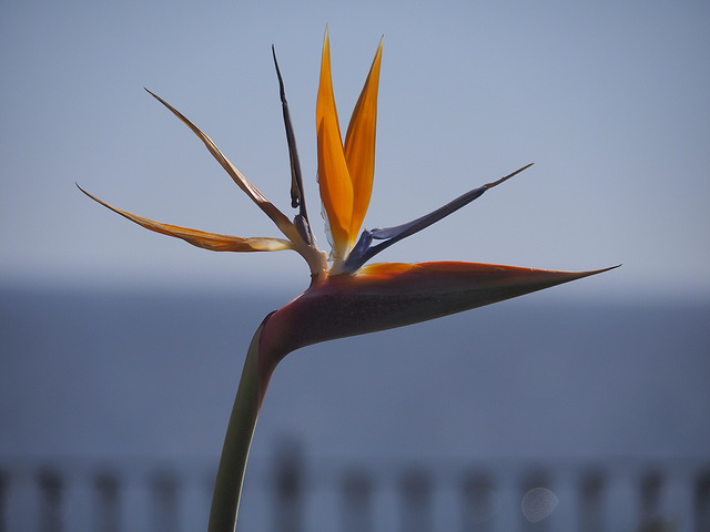 Bird of Paradise on the Balconie of Europe