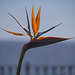 Bird of Paradise on the Balconie of Europe