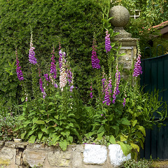 Foxgloves by the gatepost