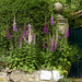 Foxgloves by the gatepost